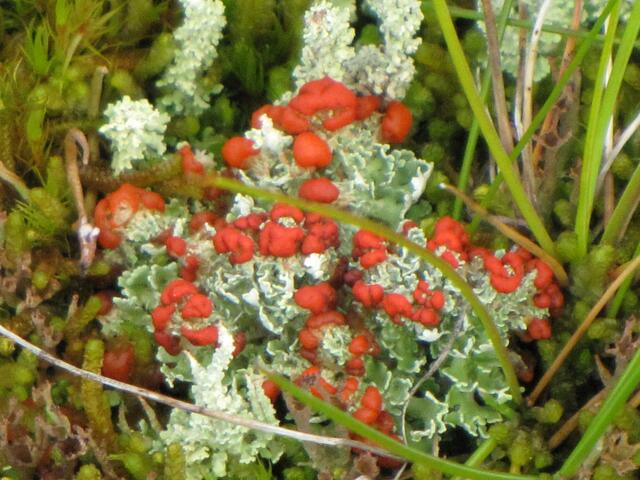Scharlach-Becherflechte (Cladonia diversa)