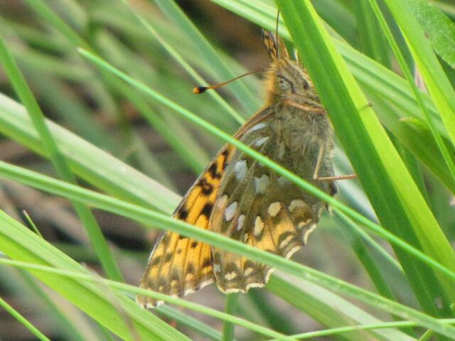 Großer Perlmuttfalter (Argynnis aglaja)