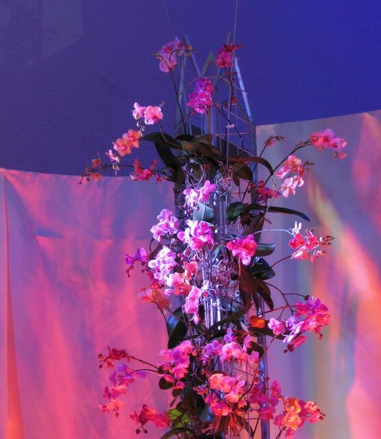 Orchideen in der Traumkirche (8.6.)