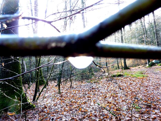 Im Gegenlicht