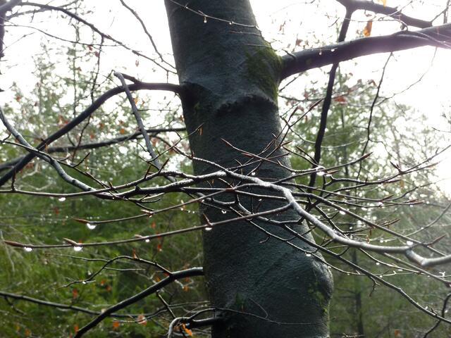 Der Baum trägt Diamantschmuck.