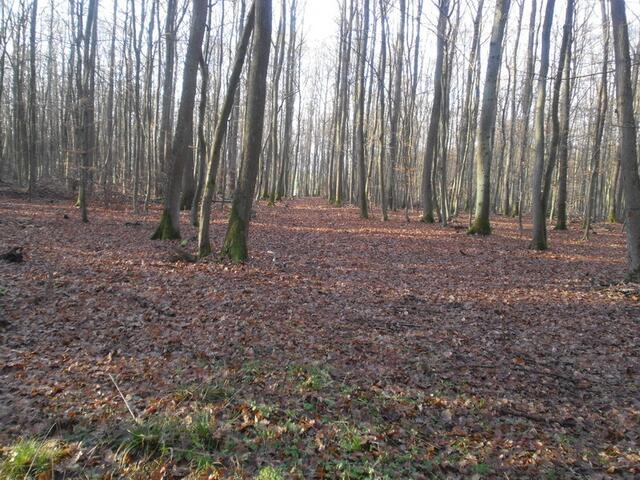 Schneise von der Waldstraße aus in Richtung Kreuz bei Sindersfeld