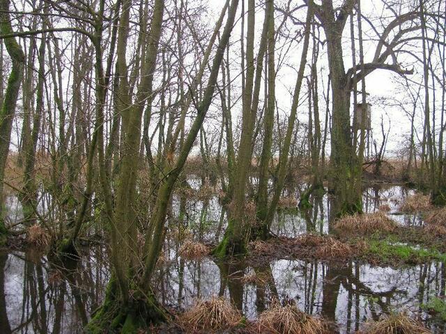 das Wasser steigt