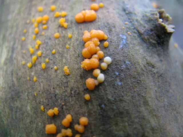 Zerfließende Gallertträne (Dacrymyces stillatus)           Ø ca.1mm