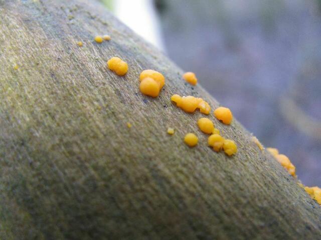 Zerfließende Gallertträne (Dacrymyces stillatus)           Ø ca.1mm