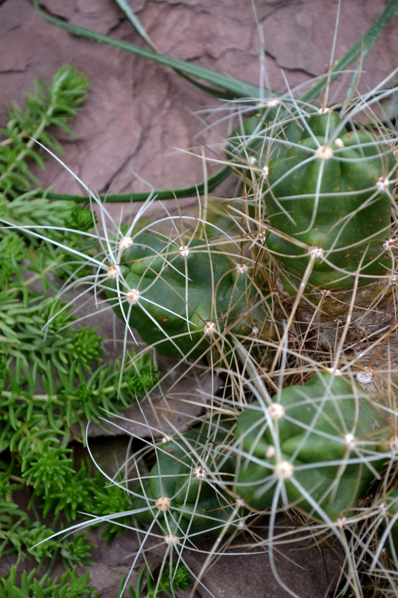 arizona kaktus blüte Staatsblume von Arizona – Saguaro-Kaktusblüte