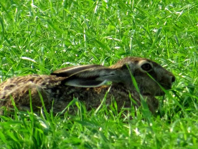 . . . wenn Ostern  . . .