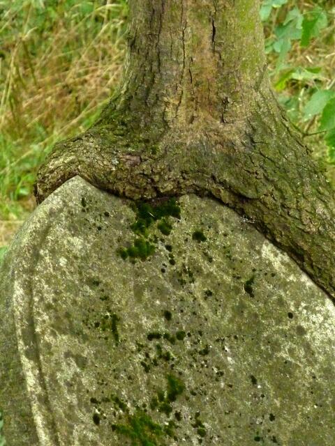 Der Baum nagt an der Zeit