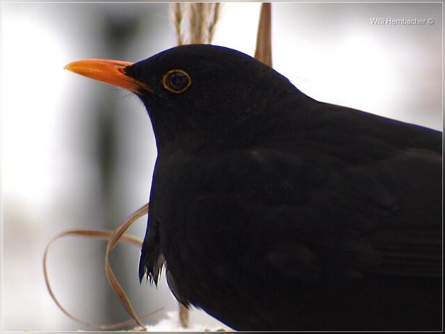 Amsel (m)