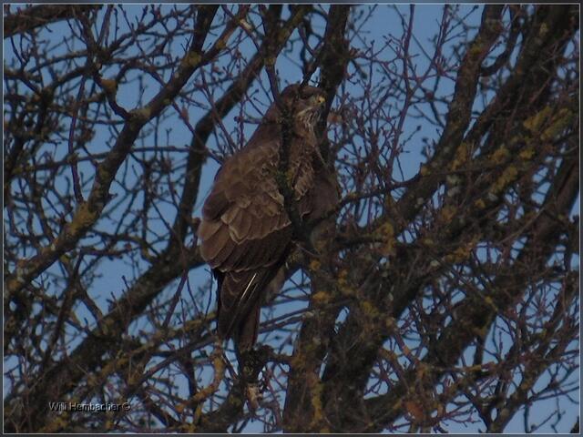..im Geäst ein Bussard