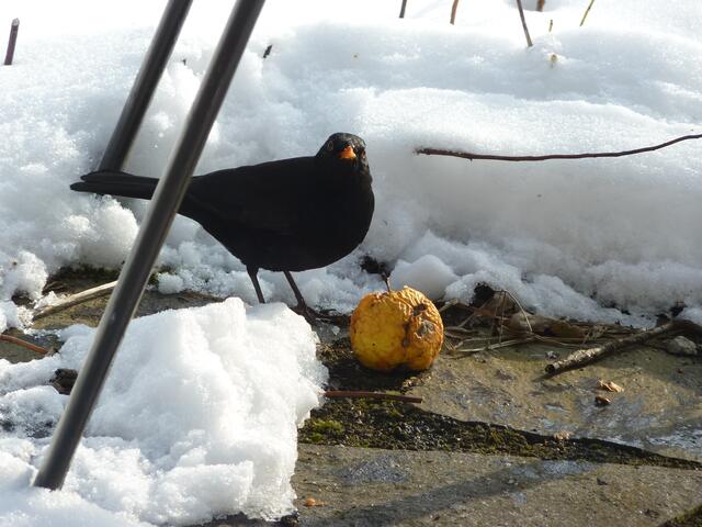 Zuerst frisst immer der Herr.