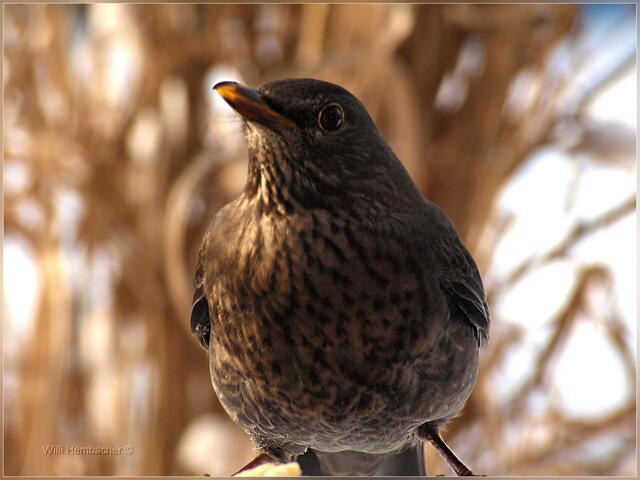 Amsel (w)