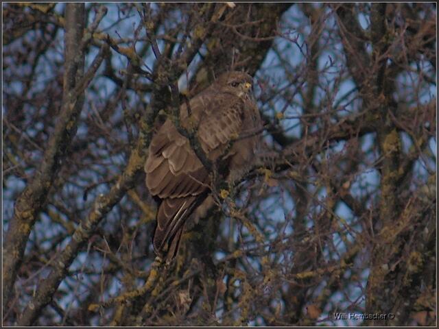 gut getarnt aber dennoch entdeckt (Bussard)
