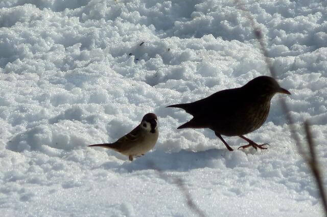 Frau Amsel wartet schon ganz ungeduldig!