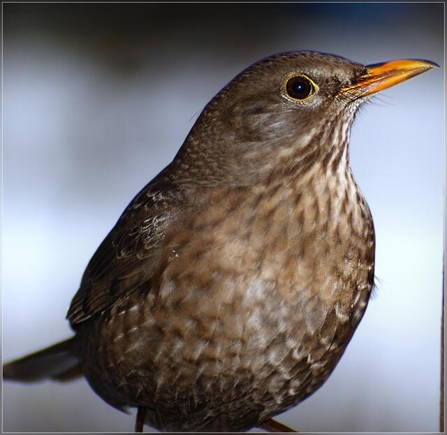 Amsel (w)