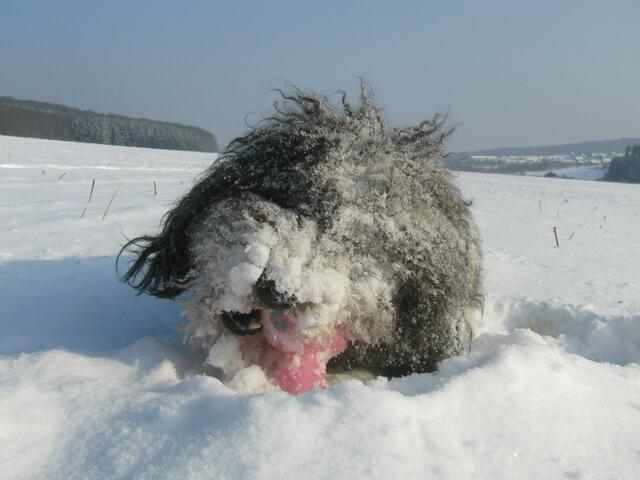 Der kleine Bonito hat sichtlich Freude daran, im "Tiefschnee" herumzutollen und dabei noch für die Kamera zu posieren! Mit dieser schönen Momentaufnahme hat Elena Sabasch unseren Fotowettbewerb "Winteranfang" gewonnen! | Foto: Elena Sabasch
