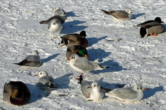 Die Schnee- und Eisdecke versperrt den Wasservögeln den Zugang zu ihren Nahrungsquellen.