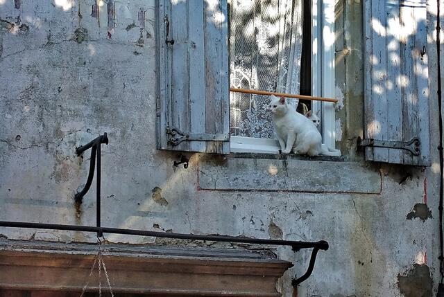 Die Katzen von Jeanette. Sie war unser guter Geist in Cenne-Monestiès im Süden Frankreichs.