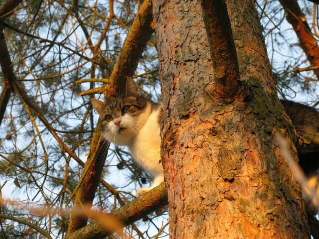 Katze auf dem Baum. Hilfe !