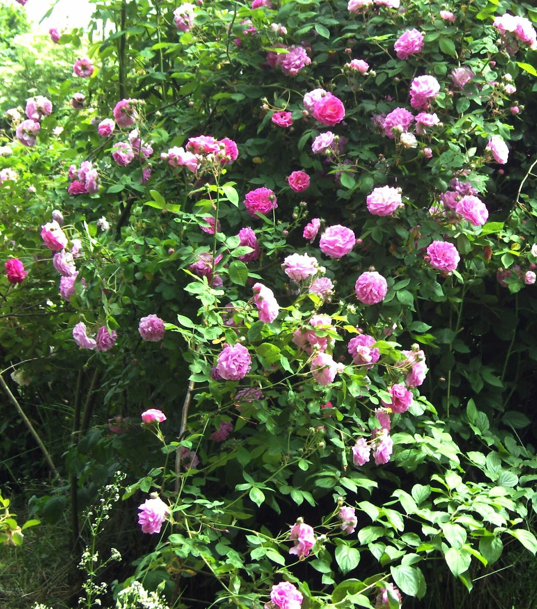 Rosenhang Karben(Hessen) 2009 und 2011 Göhren