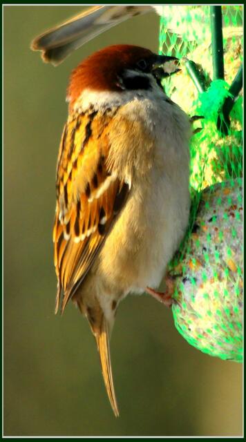 Speck schmeckt nicht schlecht Herr Specht, ... ääähm Spatz ...
