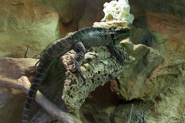 Eine australische Wasseragame im "Megazoo" von Bentwisch