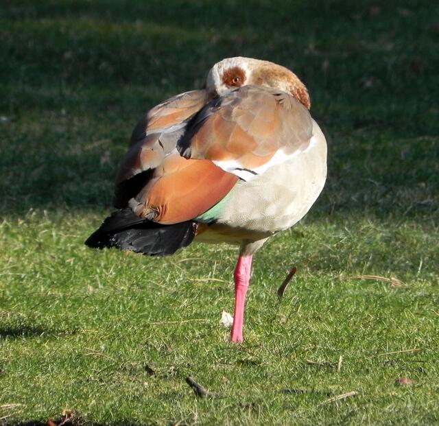 Draußen war es sehr kalt, diese Gans wärmt sich immer ein Bein.
