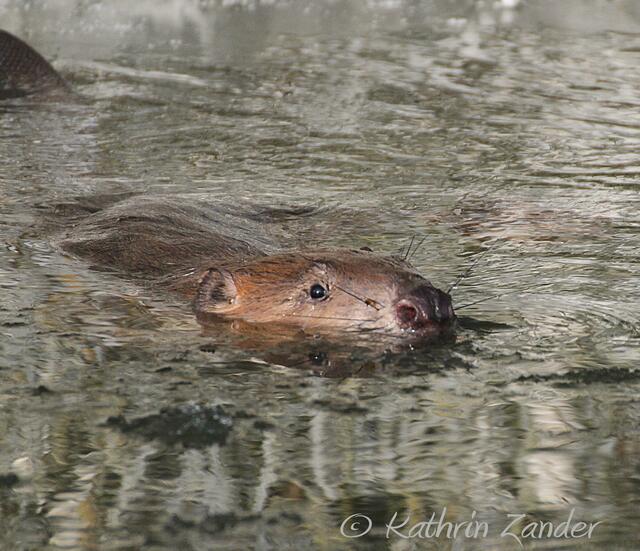 wer war da wohl mehr überrascht?