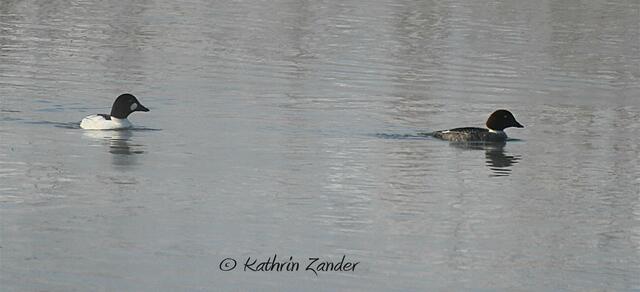 ah da ist ja auch SIE