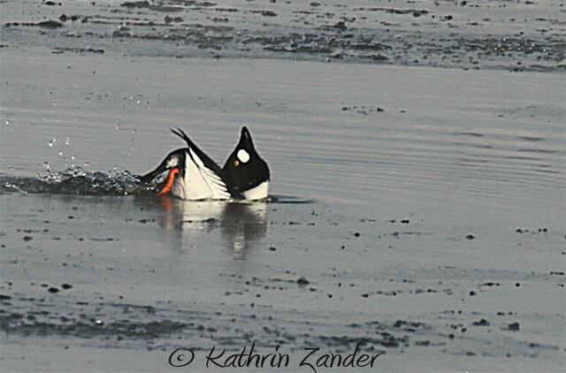 bei der Morgenwäsche