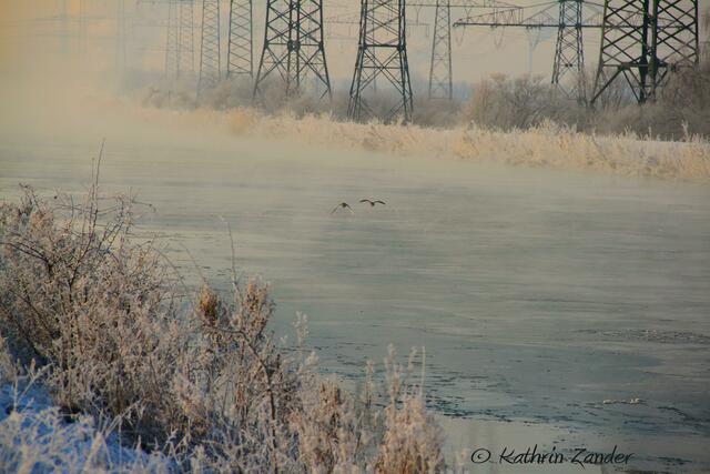 zwei Kolbenenten im Dunst
