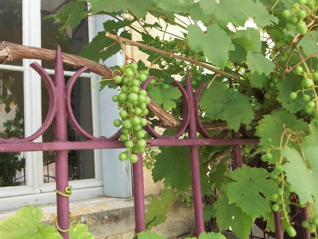 In der Champagne, Sommer 2009