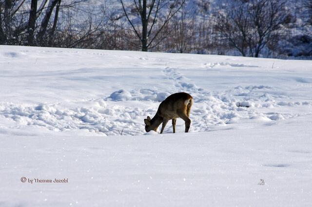 Knapp 50 Meter, es frisst noch.