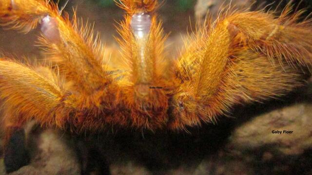 Seitliche Spinnenansicht