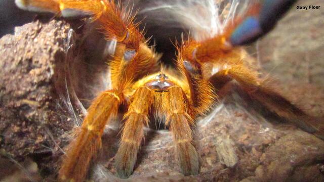 Augen sicht-erkennbar