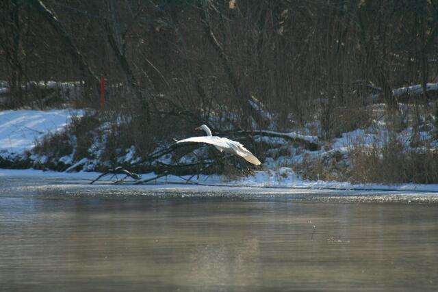 Silberreiher im Landeanflug