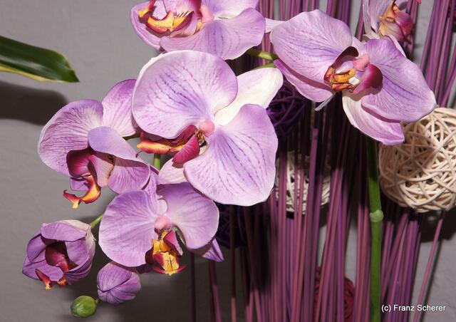 Valentinstag - Tag der Blumen, der kleinen Aufmerksamkeiten und des floralen Ausblicks auf den Beginn der Frühlingsnatur