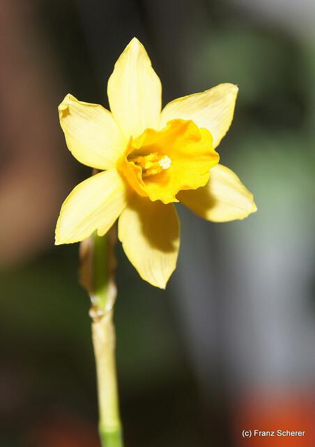 Valentinstag - Tag der Blumen, der kleinen Aufmerksamkeiten und des floralen Ausblicks auf den Beginn der Frühlingsnatur