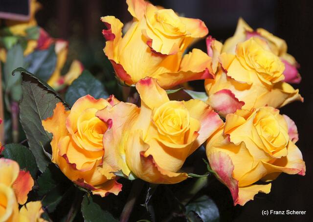 Valentinstag - Tag der Blumen, der kleinen Aufmerksamkeiten und des floralen Ausblicks auf den Beginn der Frühlingsnatur