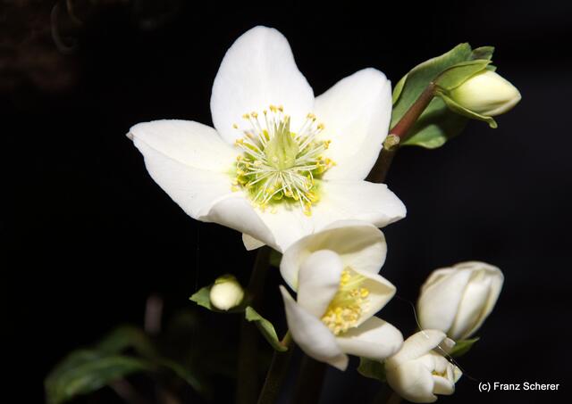 Valentinstag - Tag der Blumen, der kleinen Aufmerksamkeiten und des floralen Ausblicks auf den Beginn der Frühlingsnatur