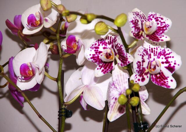 Valentinstag - Tag der Blumen, der kleinen Aufmerksamkeiten und des floralen Ausblicks auf den Beginn der Frühlingsnatur