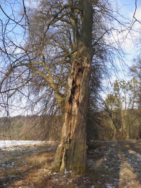 Hohl