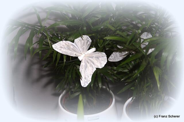 Valentinstag - Tag der Blumen, der kleinen Aufmerksamkeiten und des floralen Ausblicks auf den Beginn der Frühlingsnatur