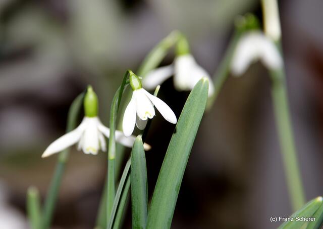 Valentinstag - Tag der Blumen, der kleinen Aufmerksamkeiten und des floralen Ausblicks auf den Beginn der Frühlingsnatur