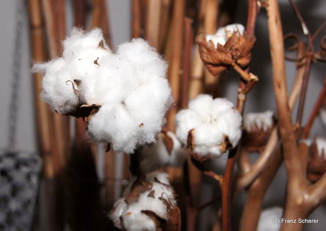 Valentinstag - Tag der Blumen, der kleinen Aufmerksamkeiten und des floralen Ausblicks auf den Beginn der Frühlingsnatur