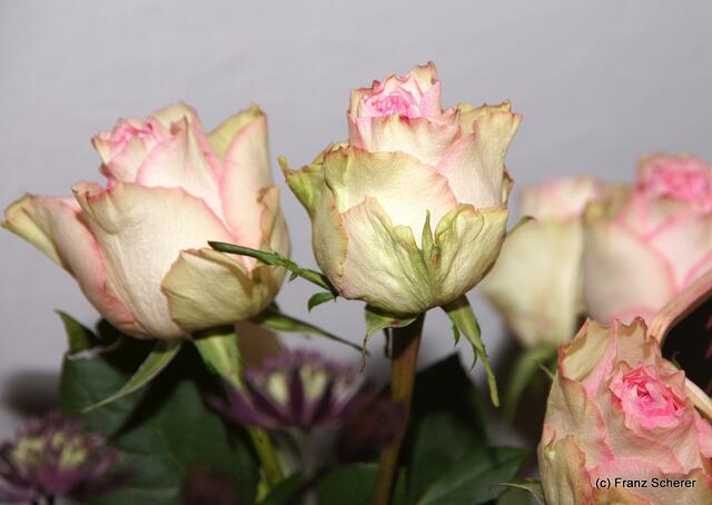 Valentinstag - Tag der Blumen, der kleinen Aufmerksamkeiten und des floralen Ausblicks auf den Beginn der Frühlingsnatur