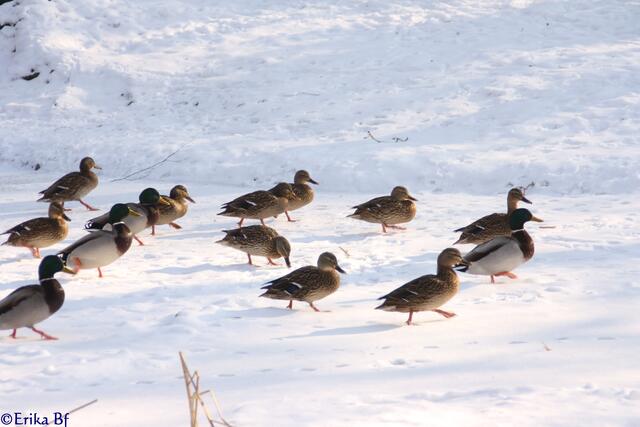 Schnell, schnell, es gibt etwas zu futtern....................