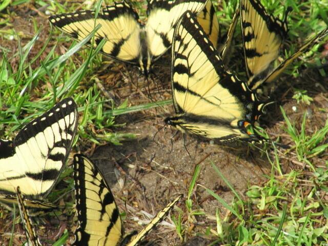 Schmetterlinge auf einem Rastplatz
