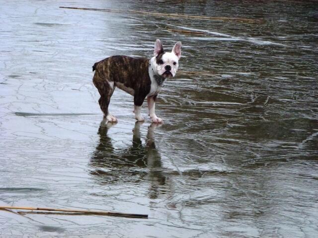 Rutschpartie - Pippa on Ice ;-)