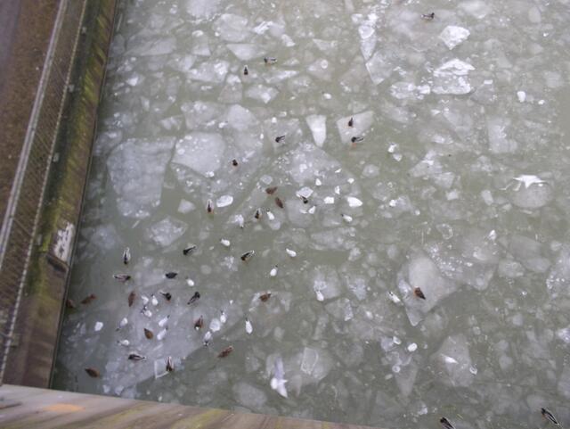 Die Eisschollen tragen die Vögel noch.